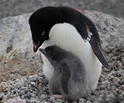 Adelie penguin and its baby