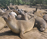 northern elephant seals on the beach
