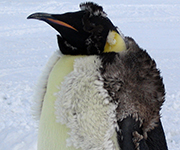 Emperor Penguins snuggling