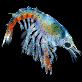Lobster larva