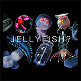 Varieties of gelatinous marine animals