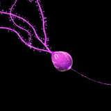 Mouse brain cells