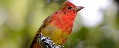 Birds migrate based on environmental cues