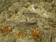 Photo of tawa jaw fossil