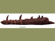 Photo of tawa jaw fossil