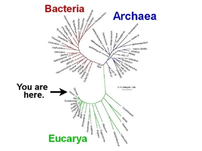 tree of life biology