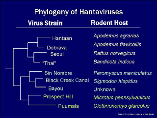 Hantavirus Taxonomy : Hantavirus: facts, infection pathways, life cycle