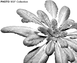 Image of an arabodopsys  plant. Photograph from the NSF Collection