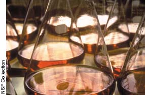 Image of beakers in a lab. Photograph from the NSF Collection.