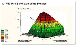 graph showing how E. coli bacteria in a laboratory evolved over time; caption is below