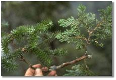 Photo of conifer branch; caption is below
