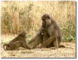 Photo adult and two juvenile baboons