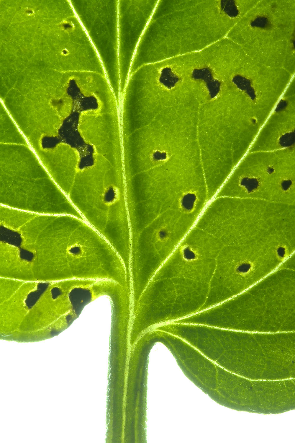 close-up of an infected tomato plant leaf