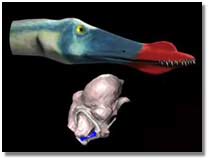 Pterosaur skull and brain