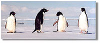 a small group of Adelie penguins; caption is below