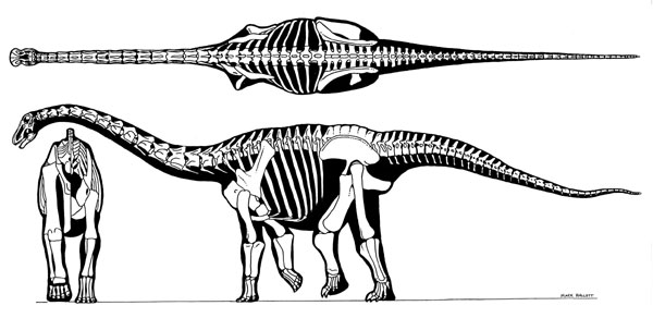 Rapetosaurus skeleton; caption is below