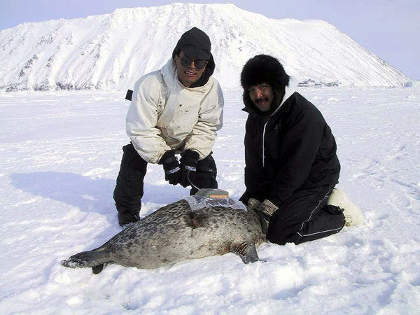 Photo of two hunters with tagged seal
