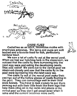 "Cadis Flies," courtesy Beth Kraft's fifth-grade classroom, Lu Sutton Elementary School, Novato, California.