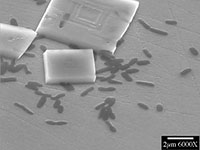 the adhesion of distinctive microbes that enable novel semiconductor chip manufacture for biosensors