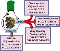 Some types of biocatalytic reactions, and their products, on which the CBBM is conducting research